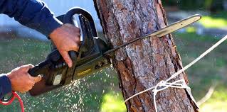 Best Tree Health Inspection  in El Granada, CA