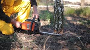 Best Tree Mulching  in El Granada, CA