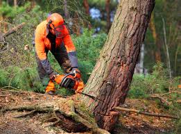 Best Emergency Tree Removal  in El Granada, CA