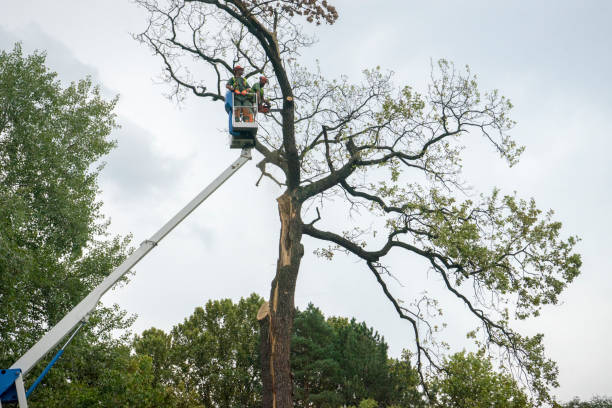 Professional Tree Care Services in El Granada, CA