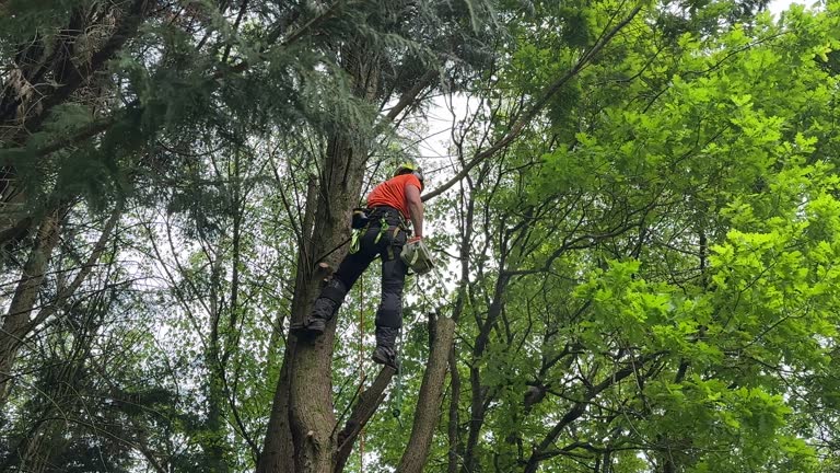 Best Tree Risk Assessment  in El Granada, CA