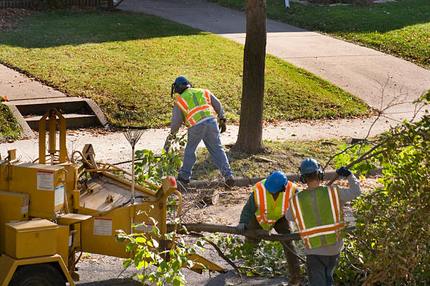 Best Tree Preservation Services  in El Granada, CA