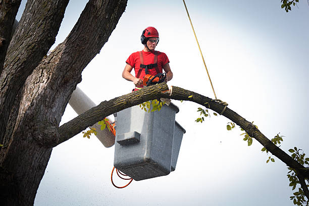 Best Fruit Tree Pruning  in El Granada, CA